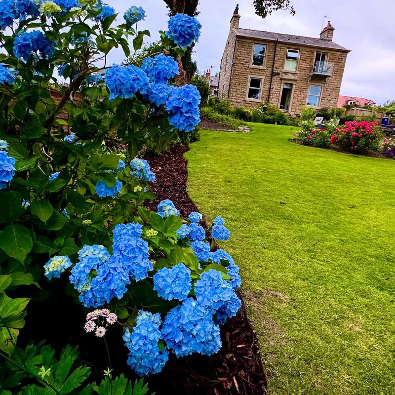 Garden flowers in summer