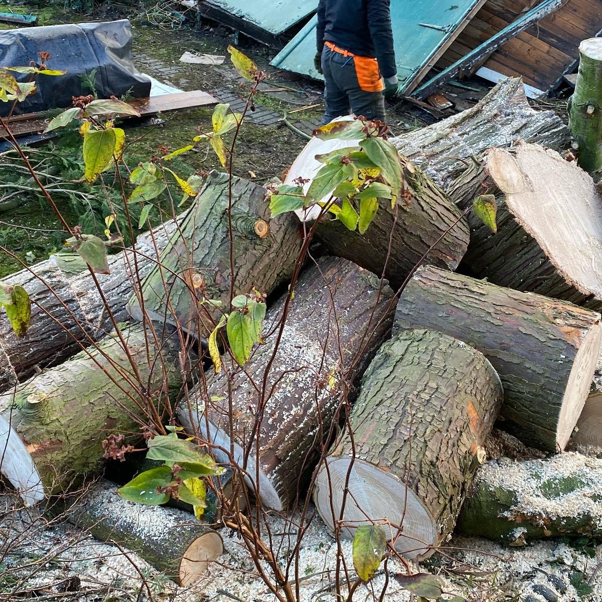 The view, before and after the conifer was removed (3/4)