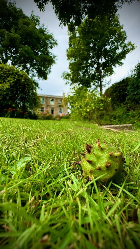 Conker on grass with house beyond