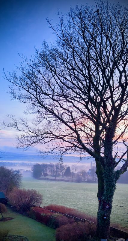 Misty winter morning