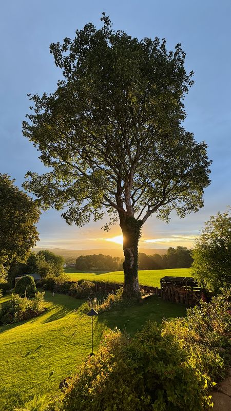 Tree at golden sunset