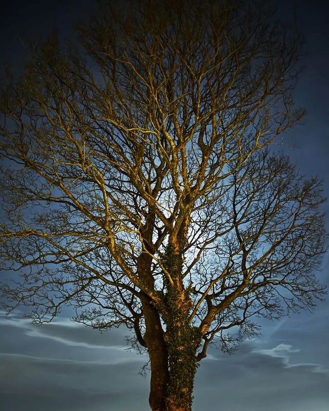 Bare winter tree at night